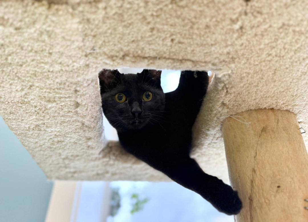 Brynn, Adoptable, Young Female Domestic Short Hair.