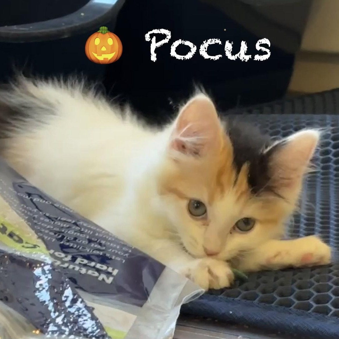 Enlarge Pocus, a Adoptable Domestic Long Hair in Reston, VA image 2/3