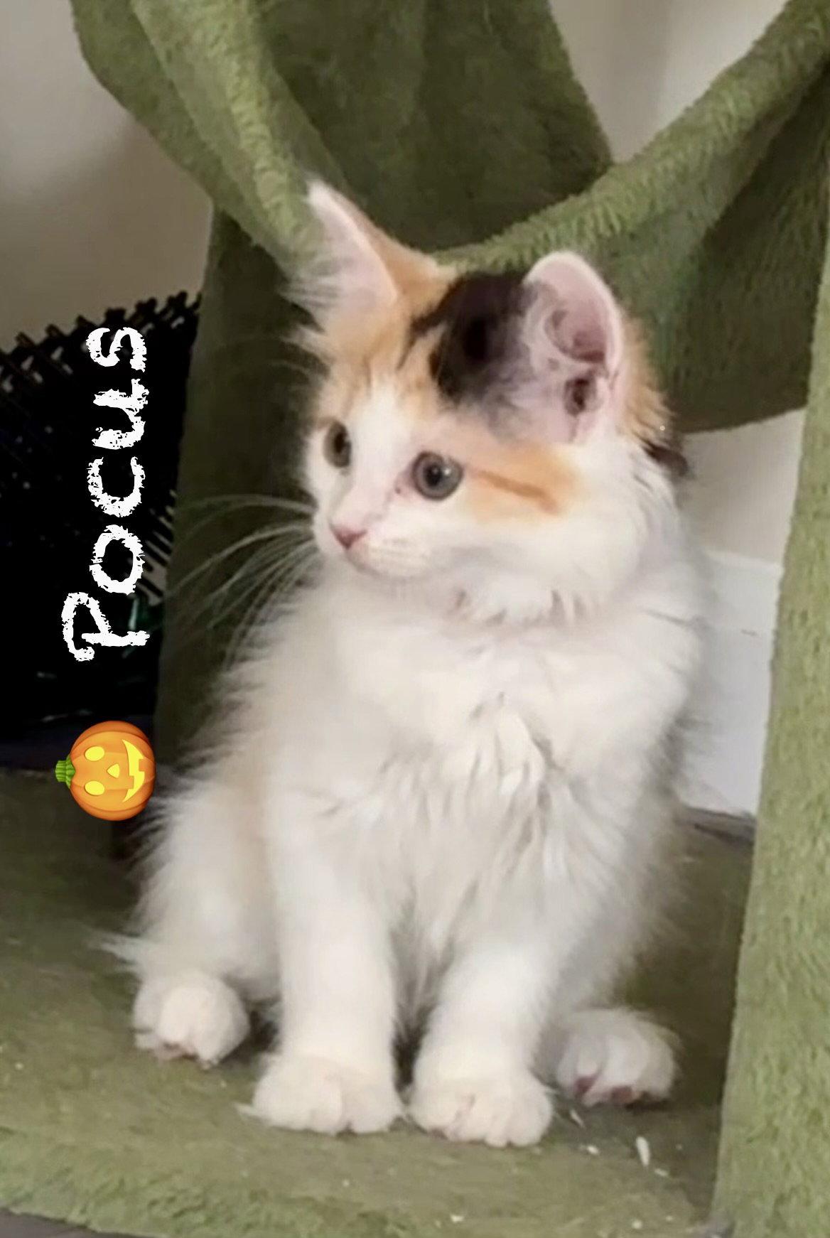 Enlarge Pocus, a Adoptable Domestic Long Hair in Reston, VA image 3/3