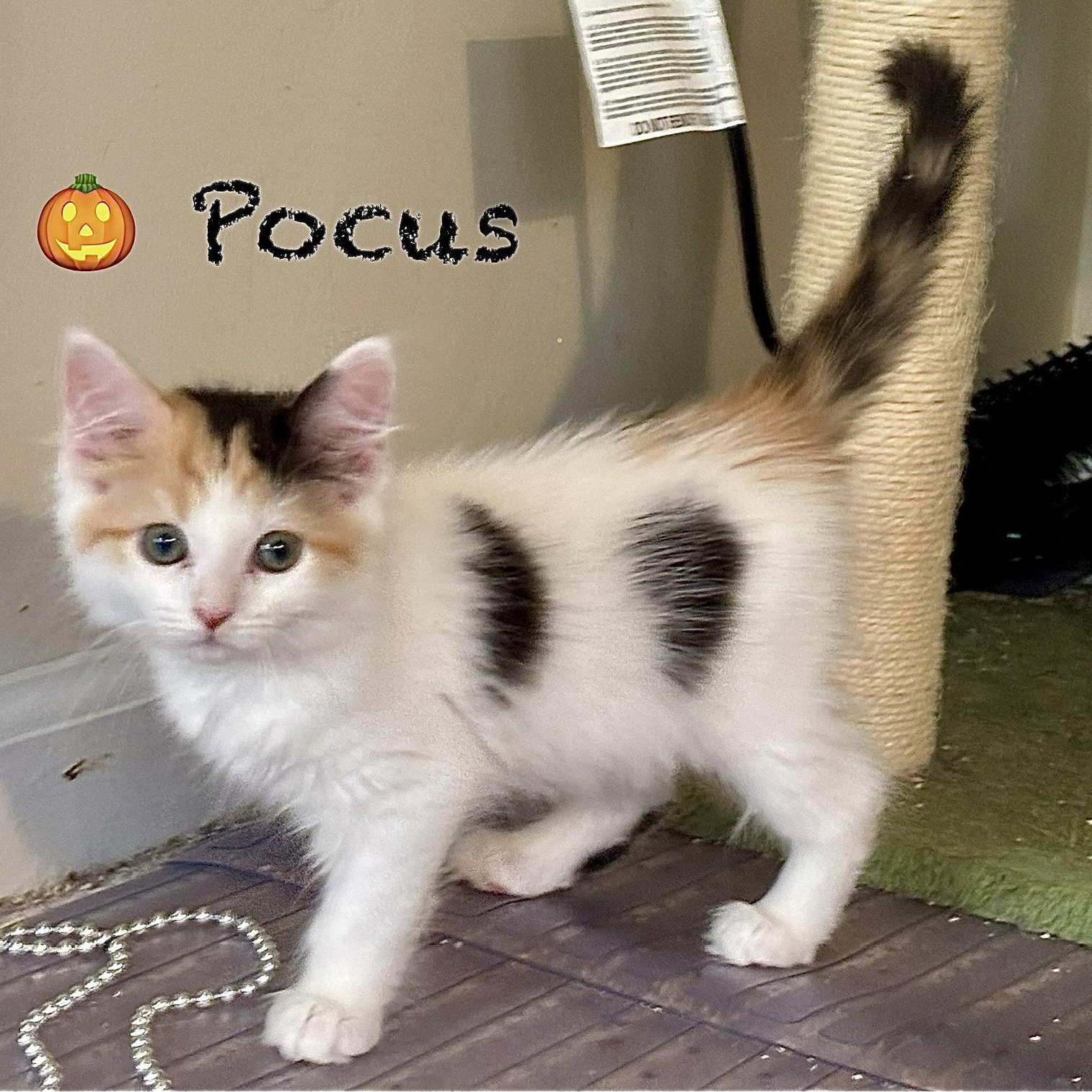 Pocus, Adoptable, Kitten Female Domestic Long Hair.