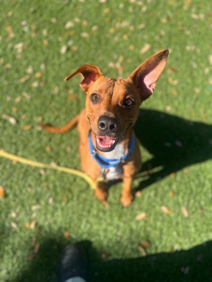 Carly, Adoptable, Adult Female Mixed Breed & Mixed Breed.