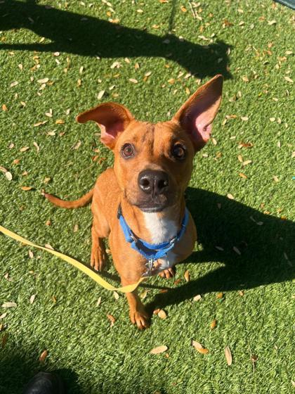 Carly, a Adoptable Mixed Breed in North Miami Beach, FL image 1/2