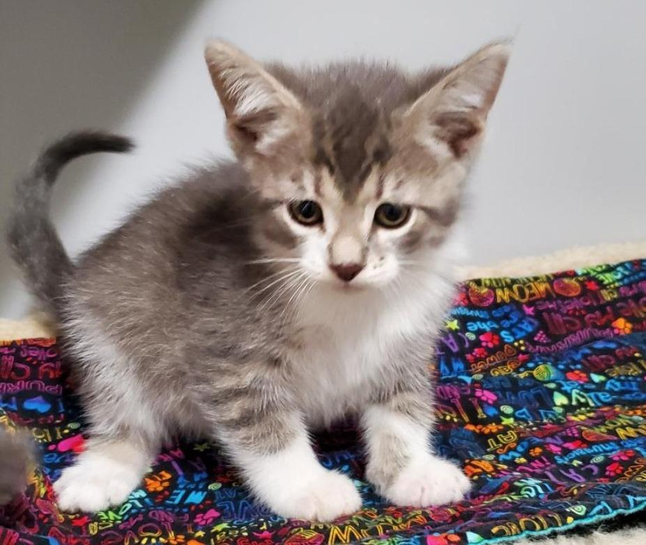 Enlarge Bramble and Broderick, a Adoptable mixed breed in Rockford, IL image 2/3
