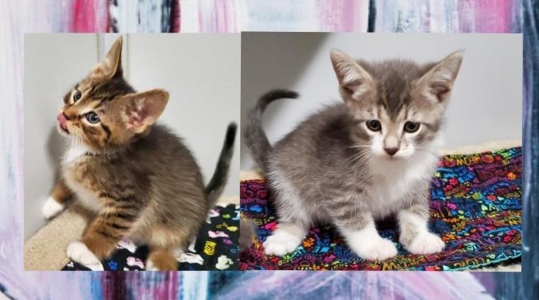 Bramble and Broderick, Adoptable, Kitten Male Domestic Short Hair.