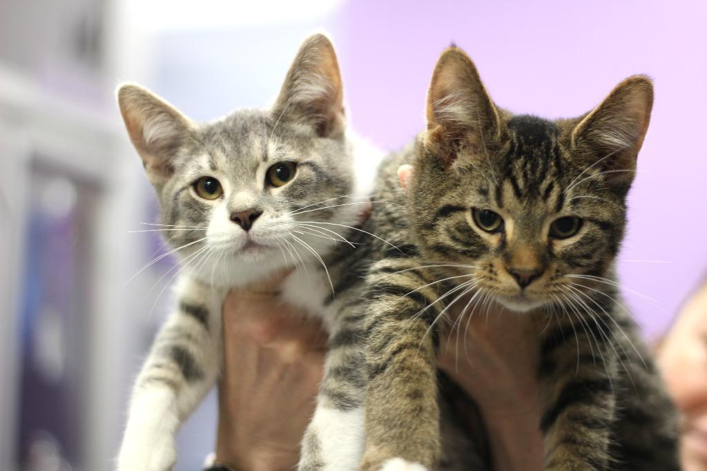 Bramble and Broderick, Adoptable, Kitten Male Domestic Short Hair.