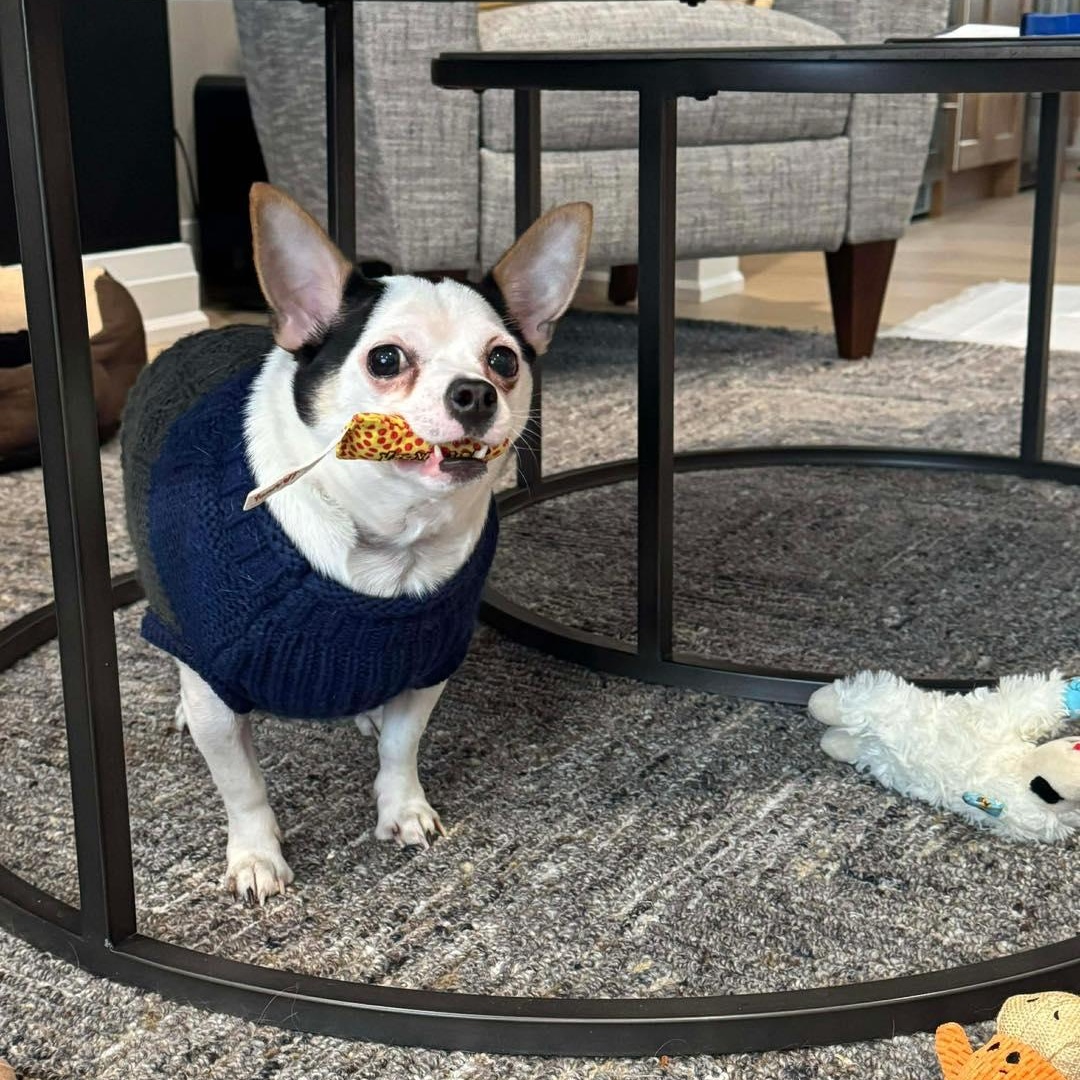 Nacho, a ADOPTABLE Chihuahua in St Thomas, ON image 3/4