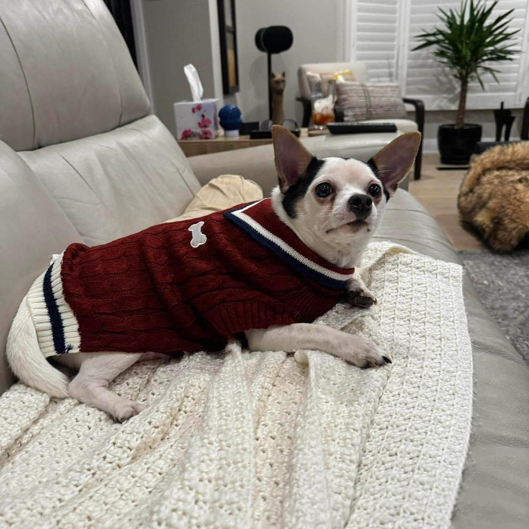 Nacho, a ADOPTABLE Chihuahua in St Thomas, ON image 2/4