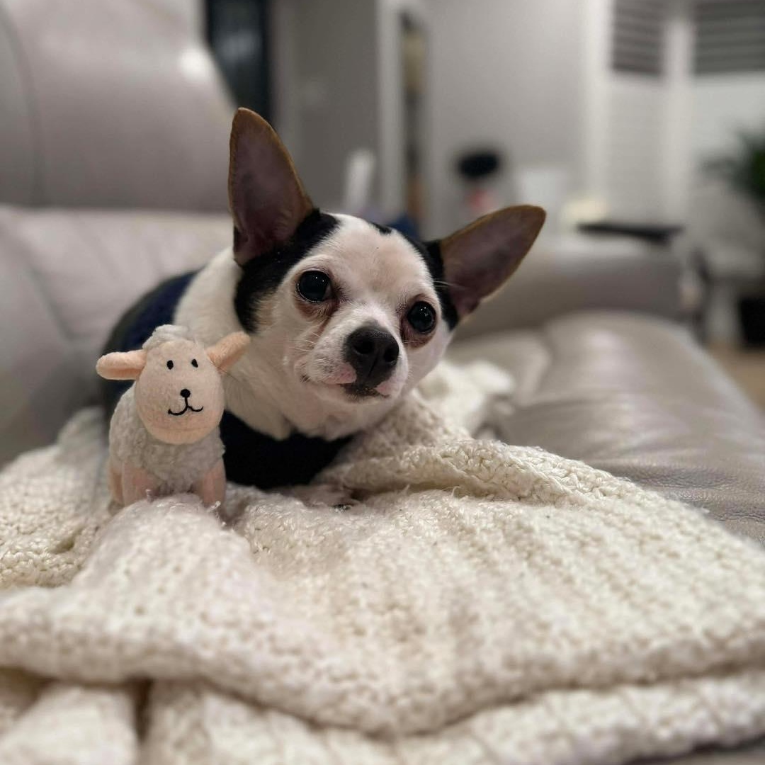 Nacho, a ADOPTABLE Chihuahua in St Thomas, ON image 4/4