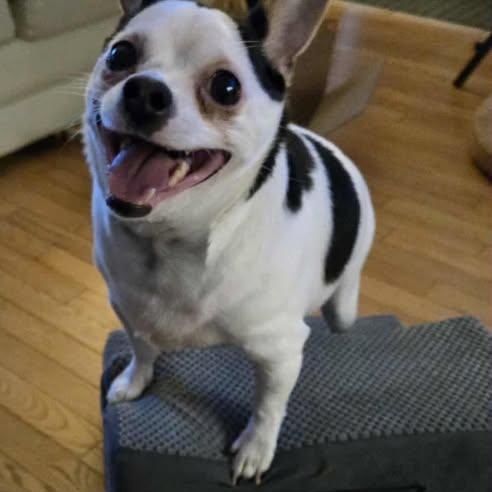 Nacho, ADOPTABLE, Young Male Chihuahua.