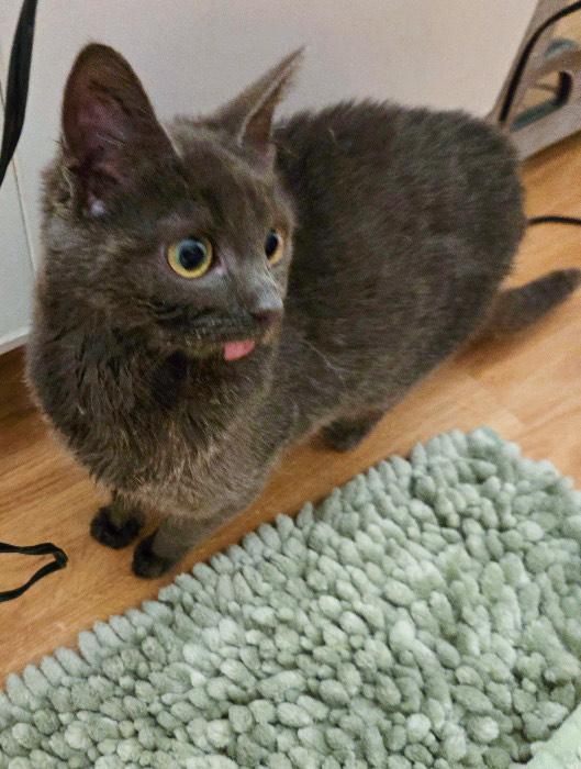 Celeste (CeCe), an adoptable mixed breed in Mission Viejo, CA image 3/6