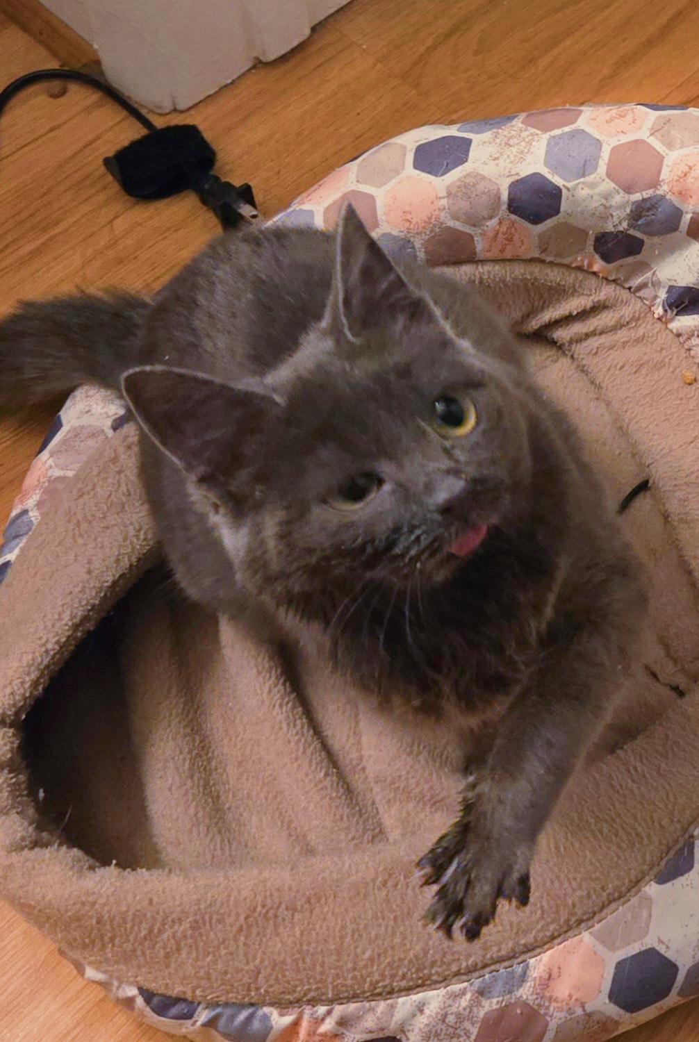 Celeste (CeCe), an adoptable mixed breed in Mission Viejo, CA image 4/6