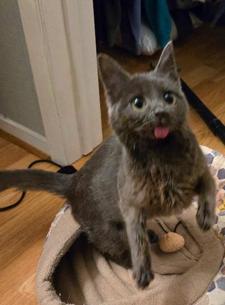 Celeste (CeCe), an adoptable mixed breed in Mission Viejo, CA image 5/6