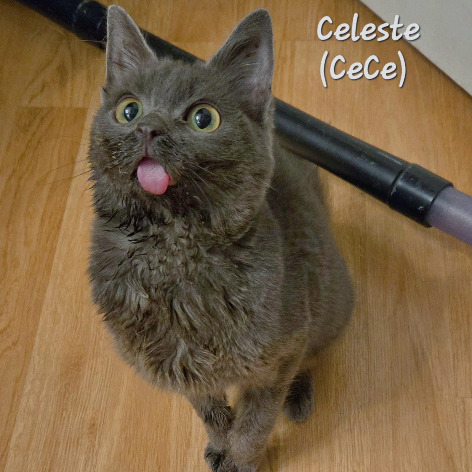 Celeste (CeCe), adoptable, Young Female Russian Blue.