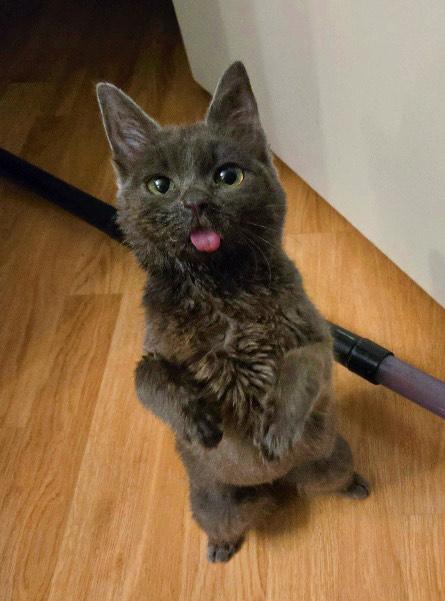 Celeste (CeCe), an adoptable mixed breed in Mission Viejo, CA image 2/6