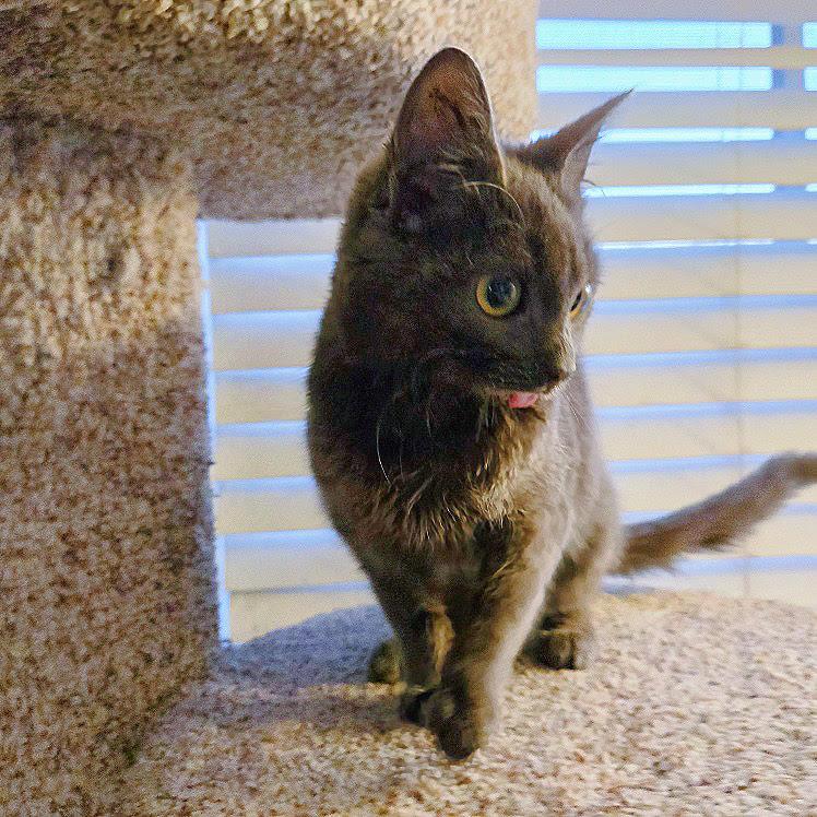 Celeste (CeCe), an adoptable mixed breed in Mission Viejo, CA image 6/6