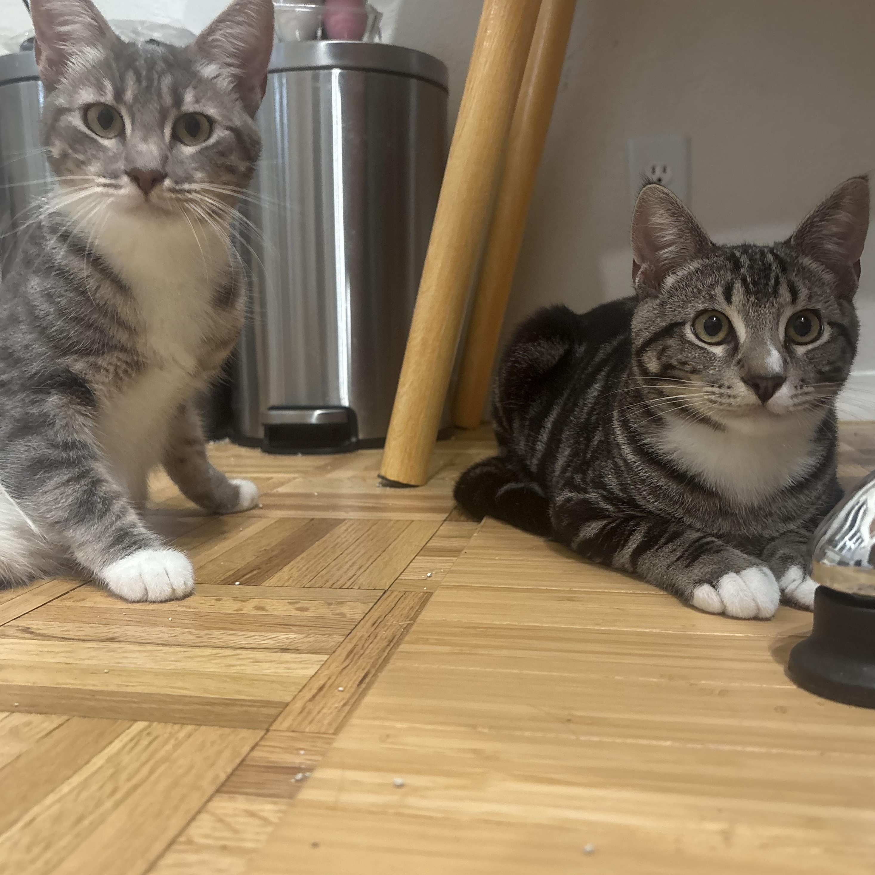 Enlarge Henrietta and Titus, a Adoptable Domestic Short Hair in Oakland, CA image 1/6