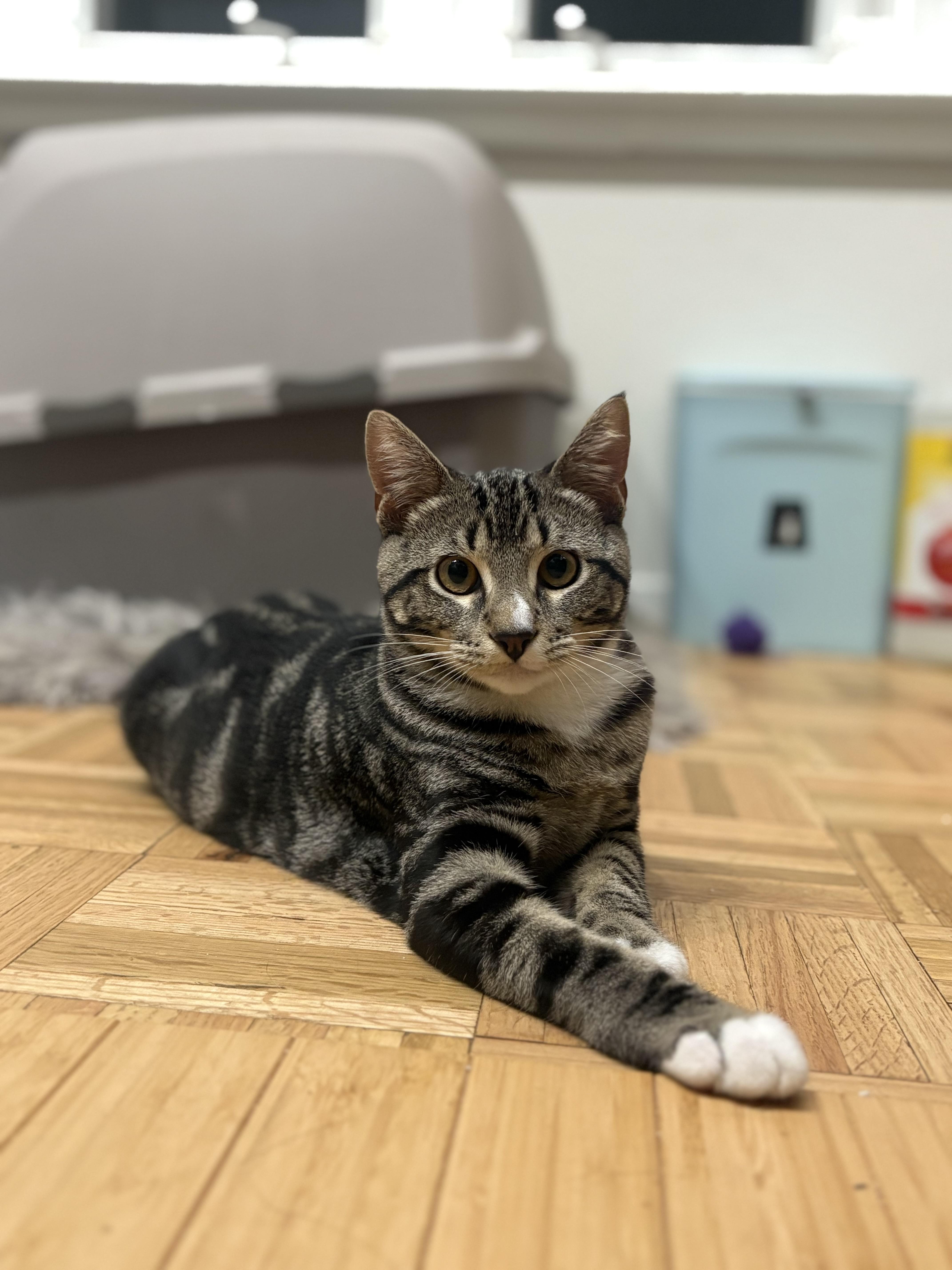 Enlarge Henrietta and Titus, a Adoptable Domestic Short Hair in Oakland, CA image 6/6