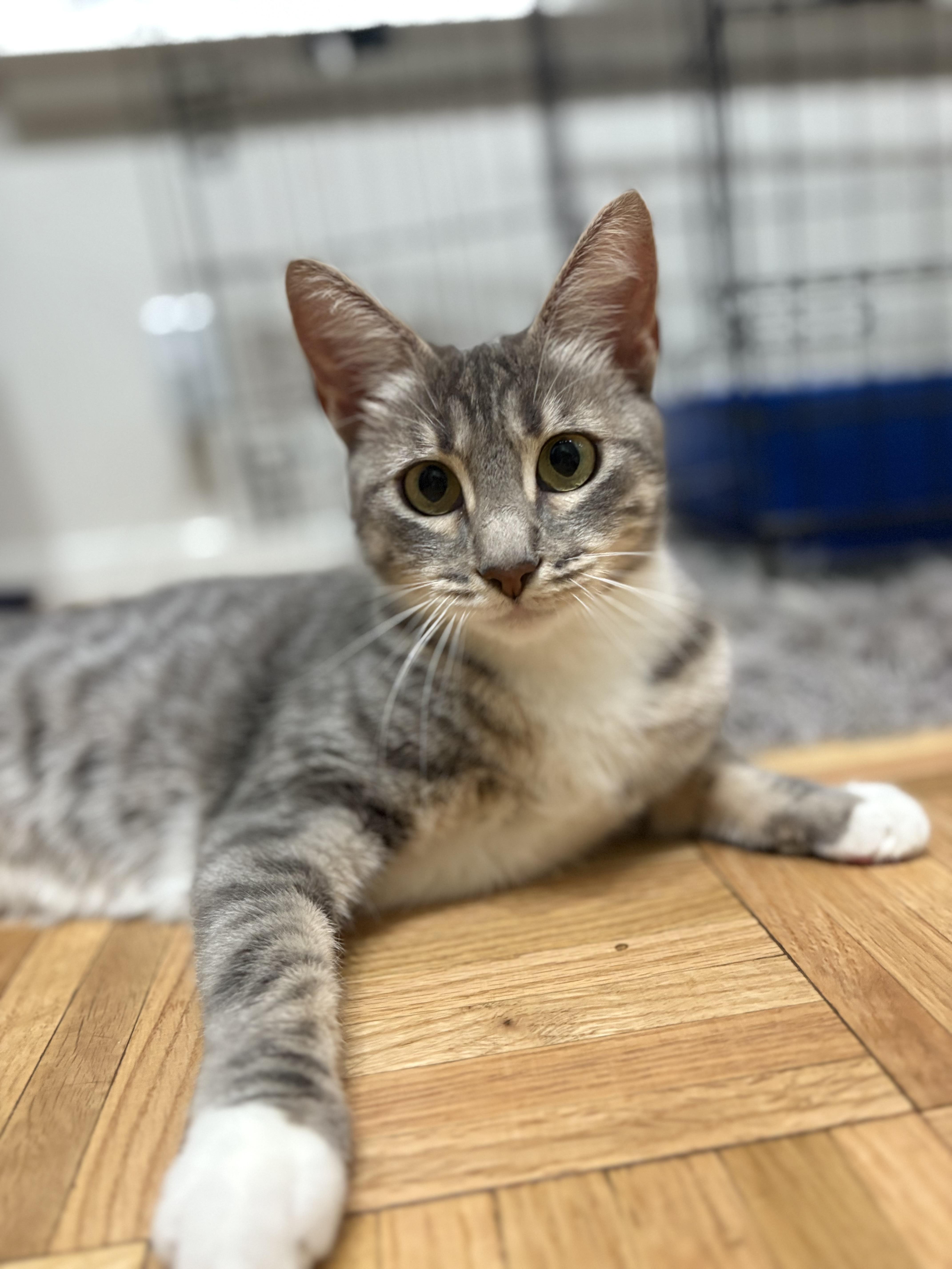 Enlarge Henrietta and Titus, a Adoptable Domestic Short Hair in Oakland, CA image 4/6