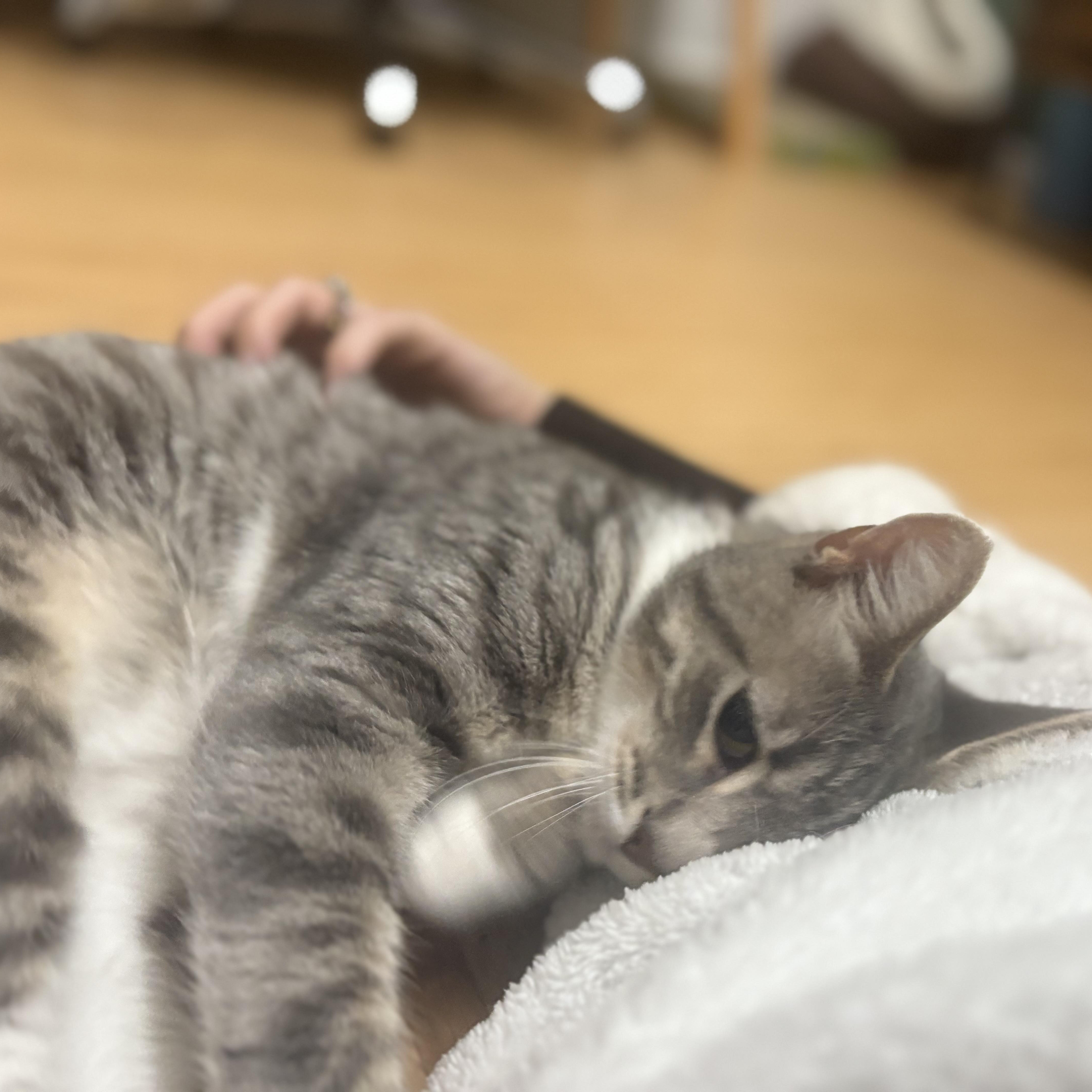 Enlarge Henrietta and Titus, a Adoptable Domestic Short Hair in Oakland, CA image 5/6