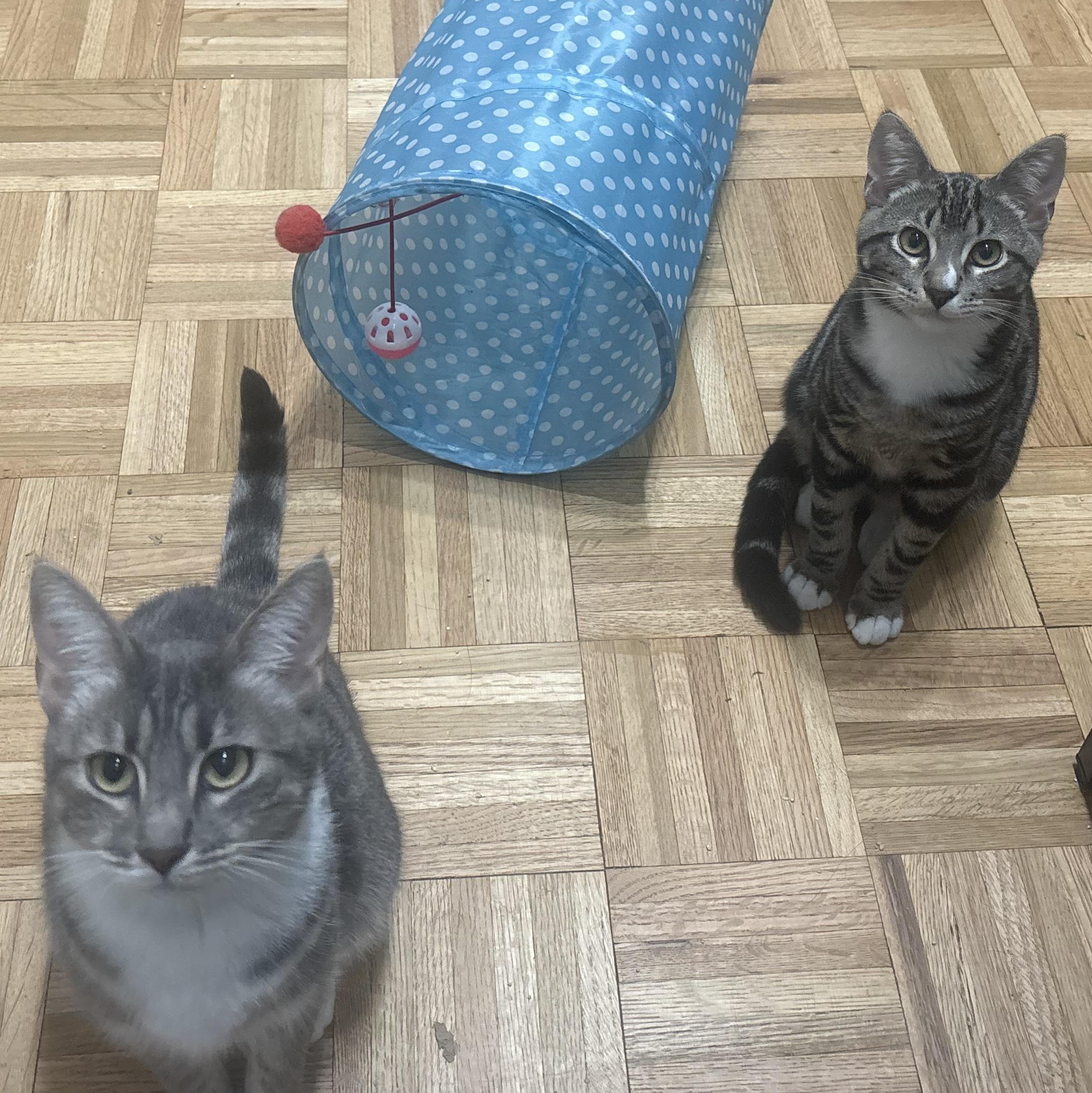 Enlarge Henrietta and Titus, a Adoptable Domestic Short Hair in Oakland, CA image 3/6