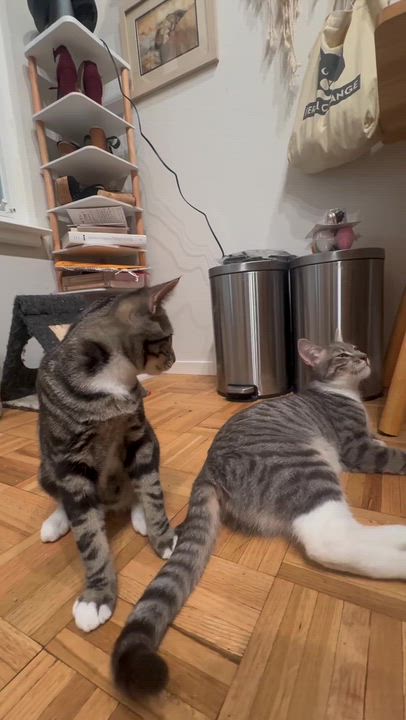 Enlarge Henrietta and Titus, a Adoptable Domestic Short Hair in Oakland, CA video 2/6