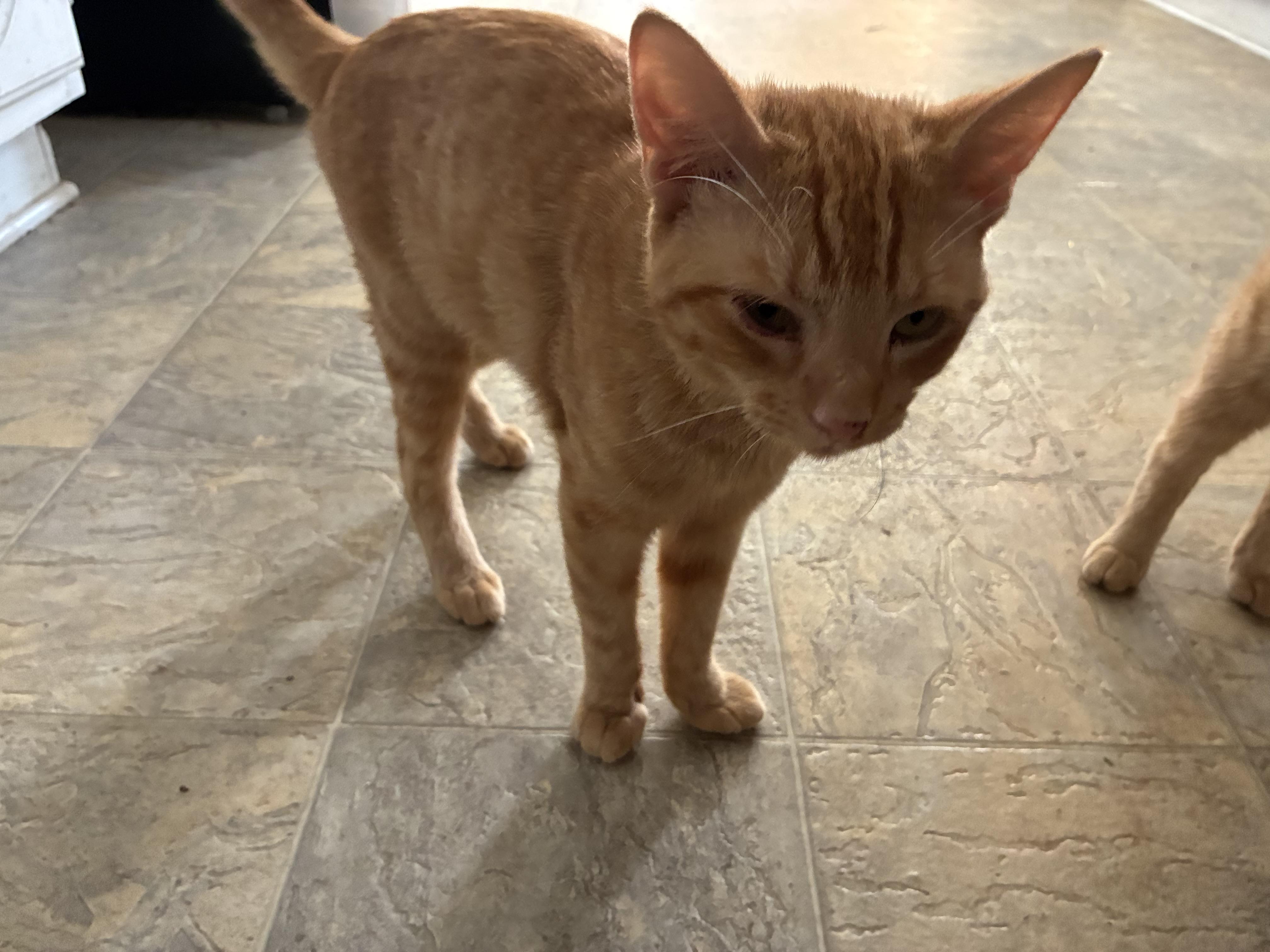 Enlarge Pumpkin & Bear, a Adoptable mixed breed in Dawson, GA image 3/4