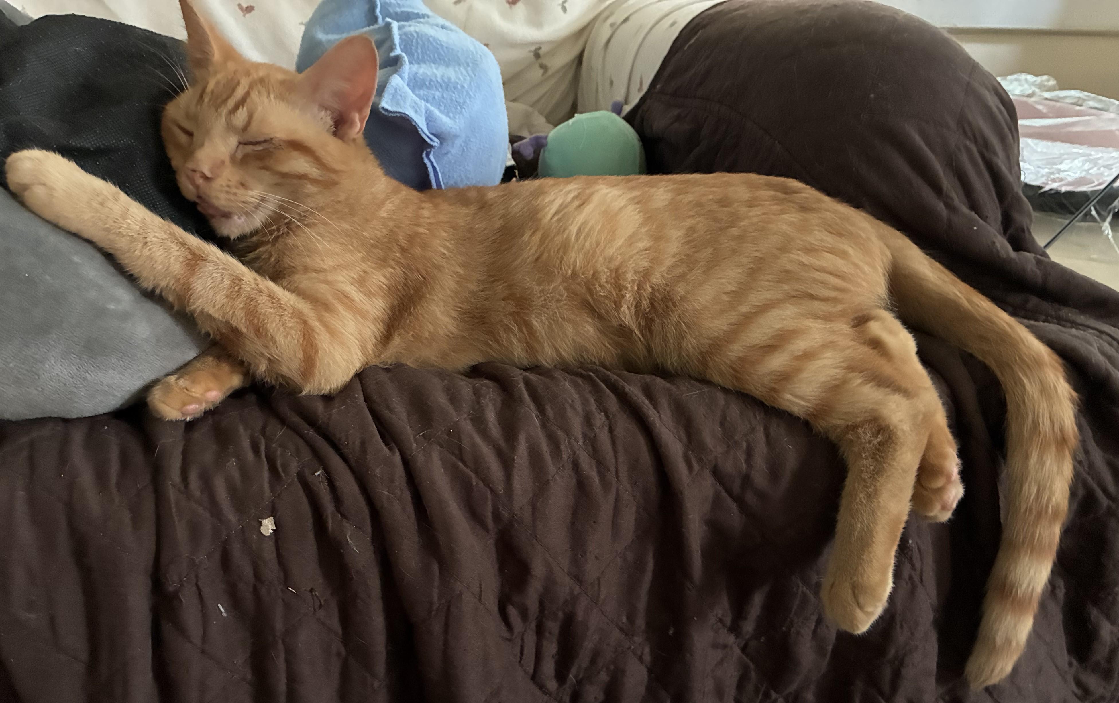 Enlarge Pumpkin & Bear, a Adoptable mixed breed in Dawson, GA image 2/4