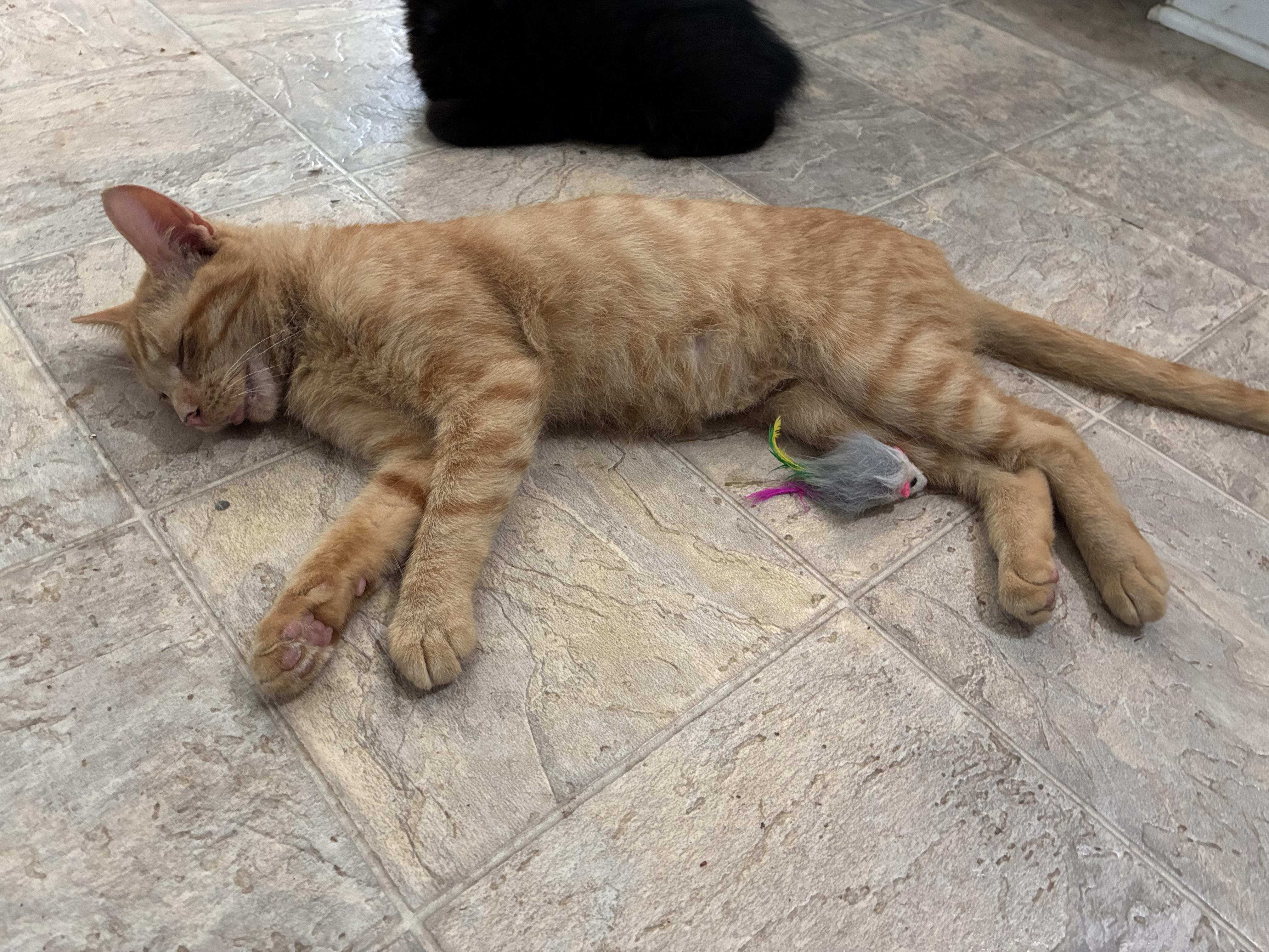 Enlarge Pumpkin & Bear, a Adoptable mixed breed in Dawson, GA image 4/4