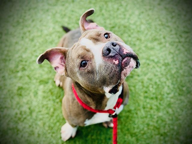 DAVIE, Adoptable, Adult Male Pit Bull Terrier.