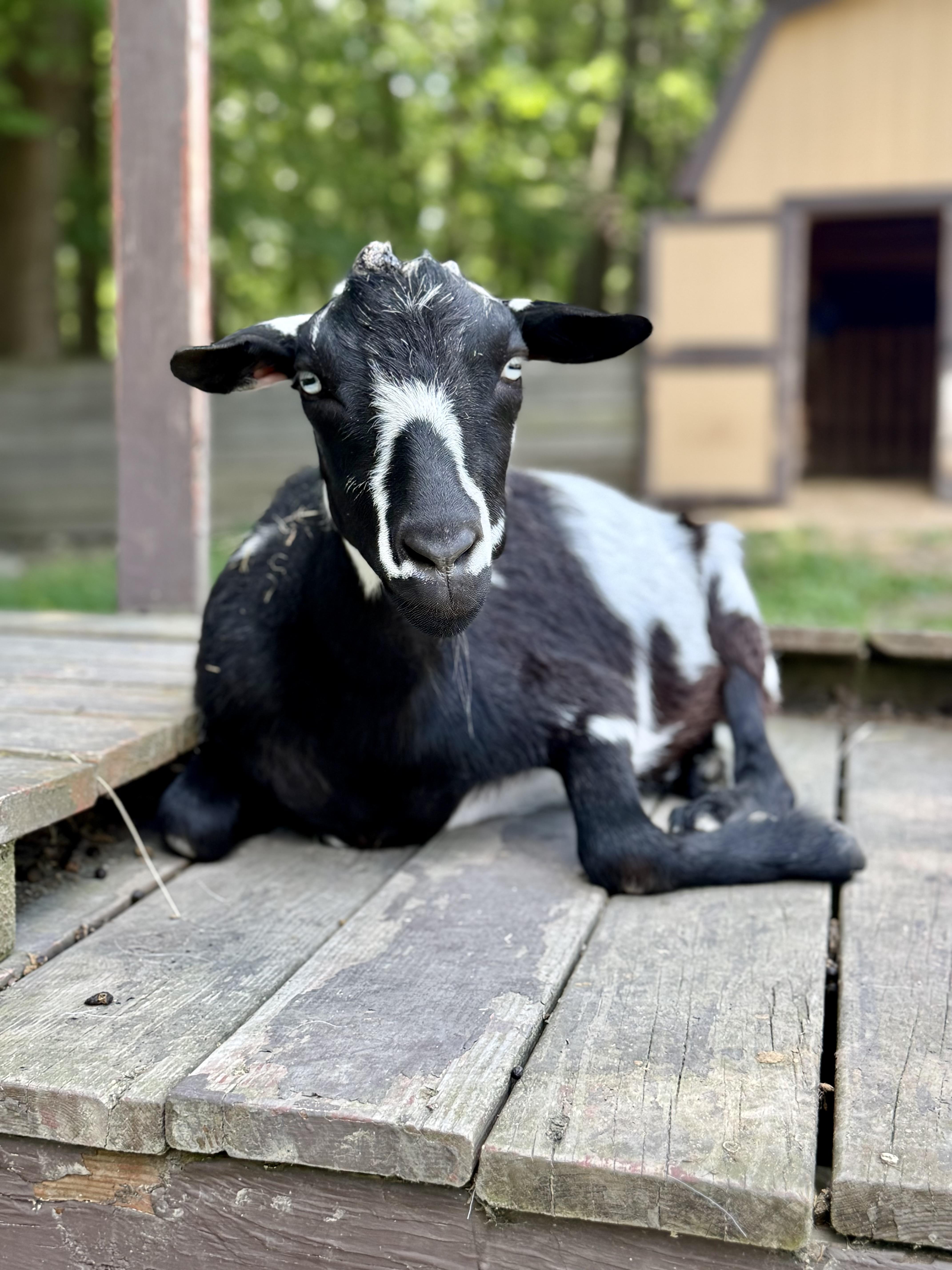 Dirt, adoptable, Adult Male Nigerian Dwarf.