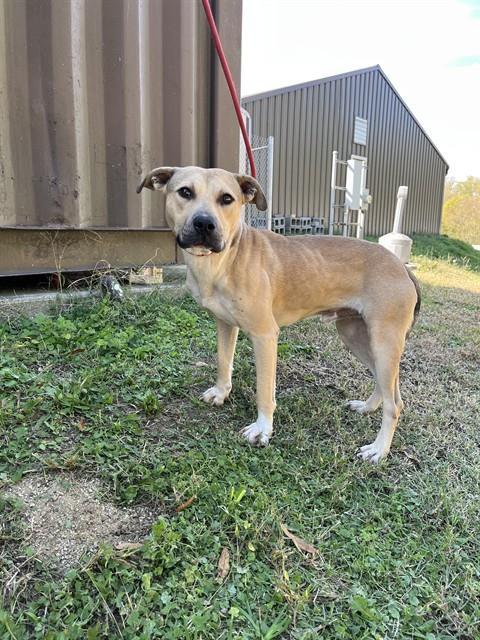BABE RUTH, Adoptable, Young Male American Staffordshire Terrier.