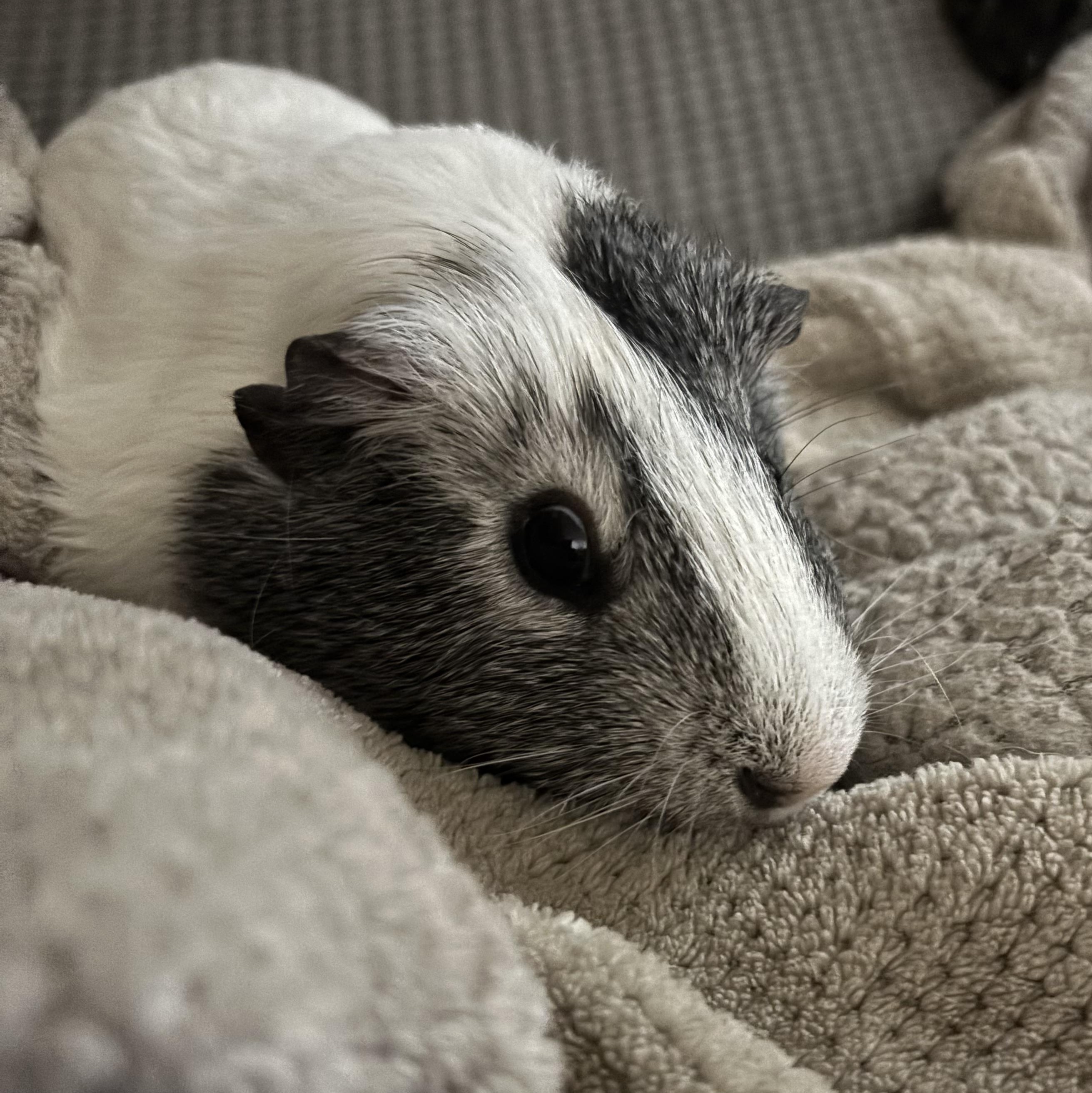 Griffin & Everett, a Adoptable Short-Haired in Andover, CT image 6/6