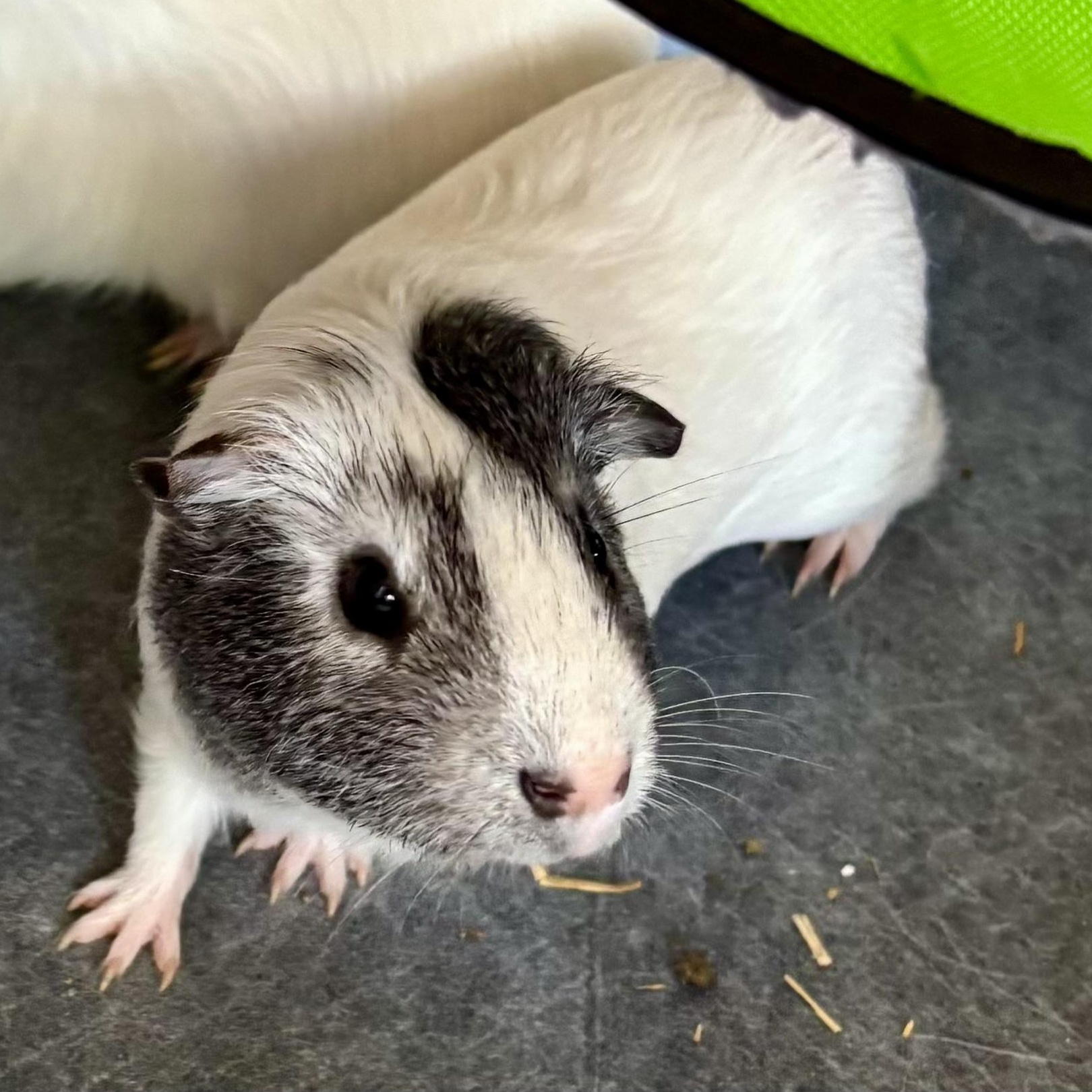 Griffin & Everett, a Adoptable Short-Haired in Andover, CT image 2/6