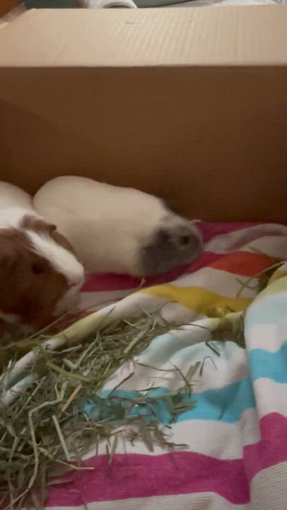 Enlarge Griffin & Everett, a Adoptable Short-Haired in Andover, CT video 3/6