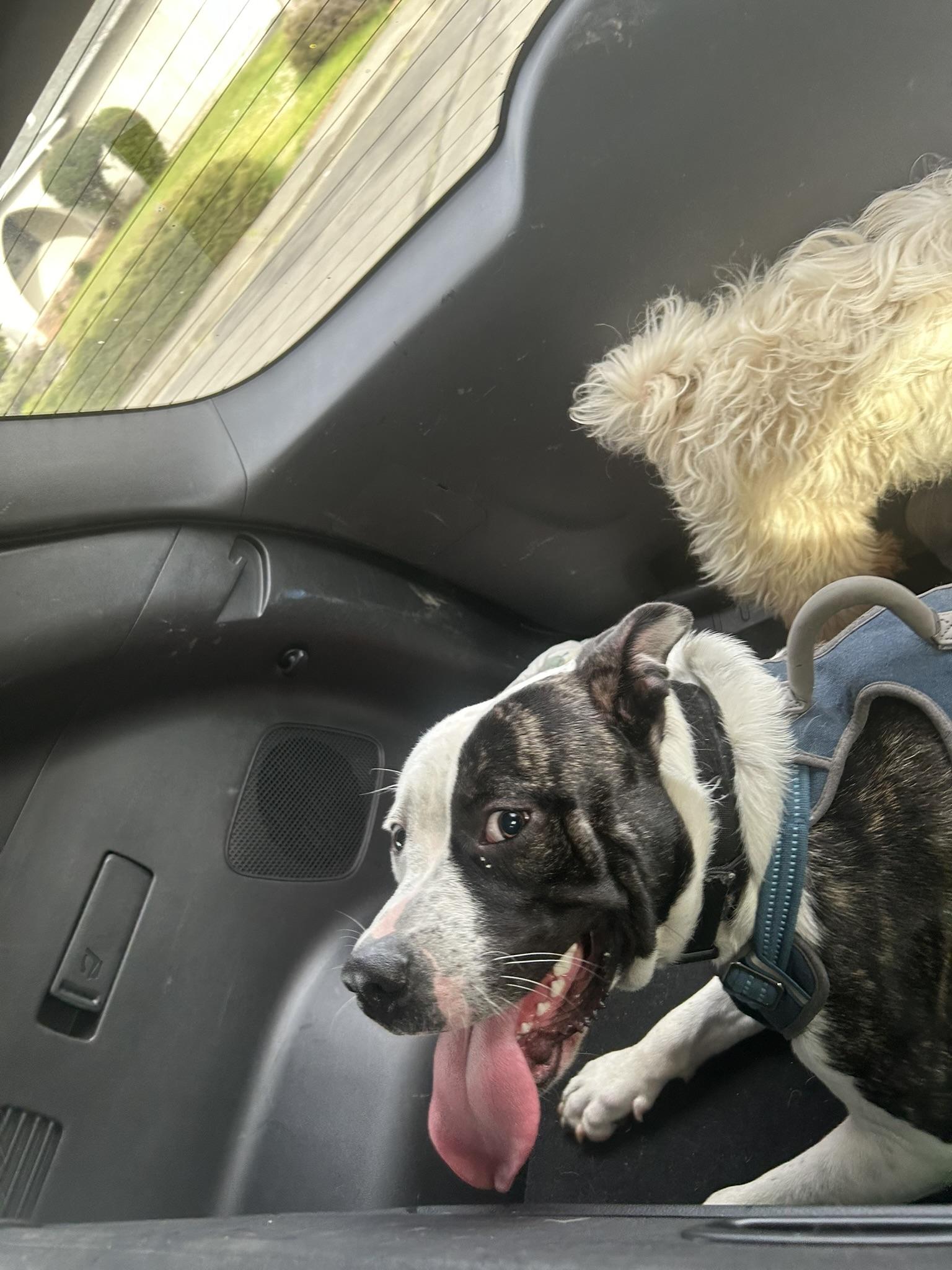 Enlarge JoJo, an adopted Dogo Argentino in Incline Village, NV image 3/5