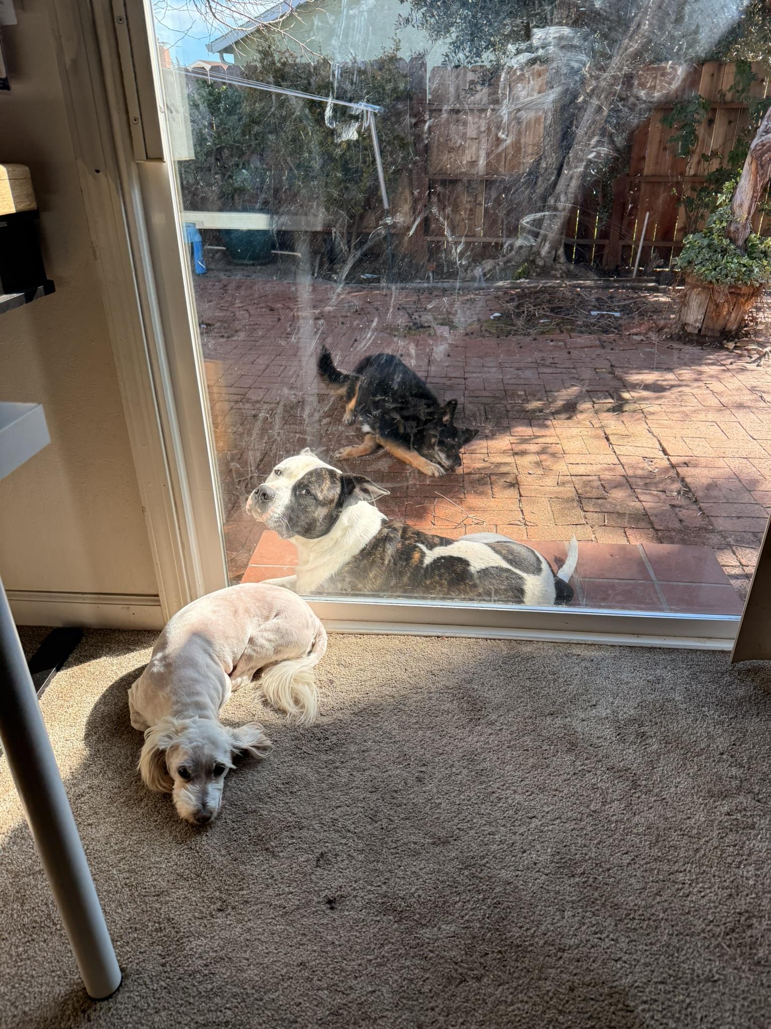 Enlarge JoJo, an adopted Dogo Argentino in Incline Village, NV image 5/5