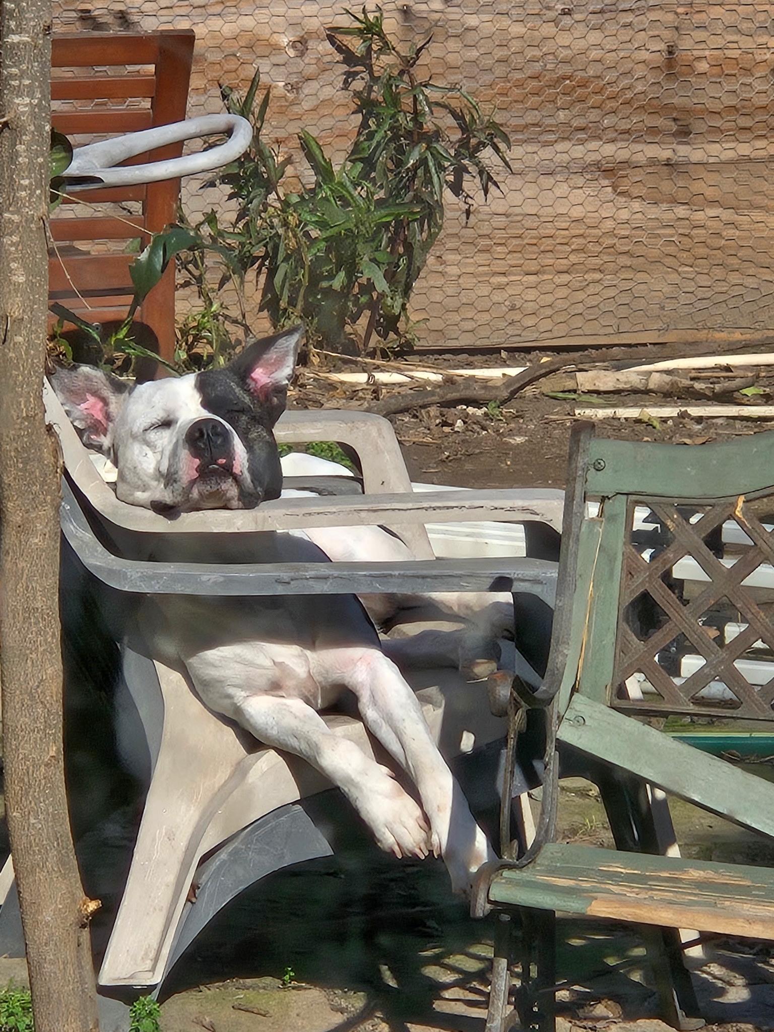 Enlarge JoJo, an adopted Dogo Argentino in Incline Village, NV image 4/5