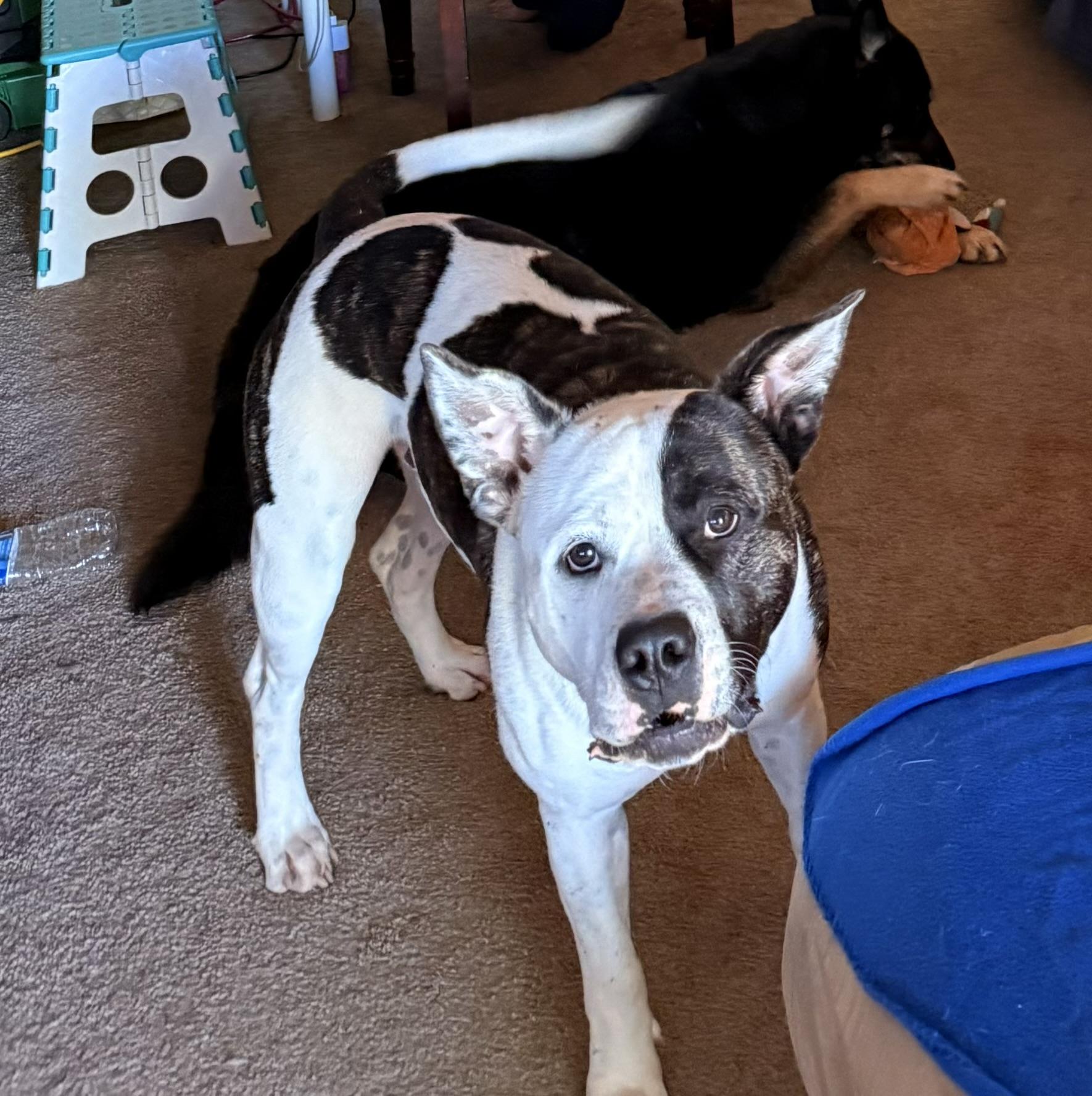 Enlarge JoJo, an adopted Dogo Argentino in Incline Village, NV image 2/5