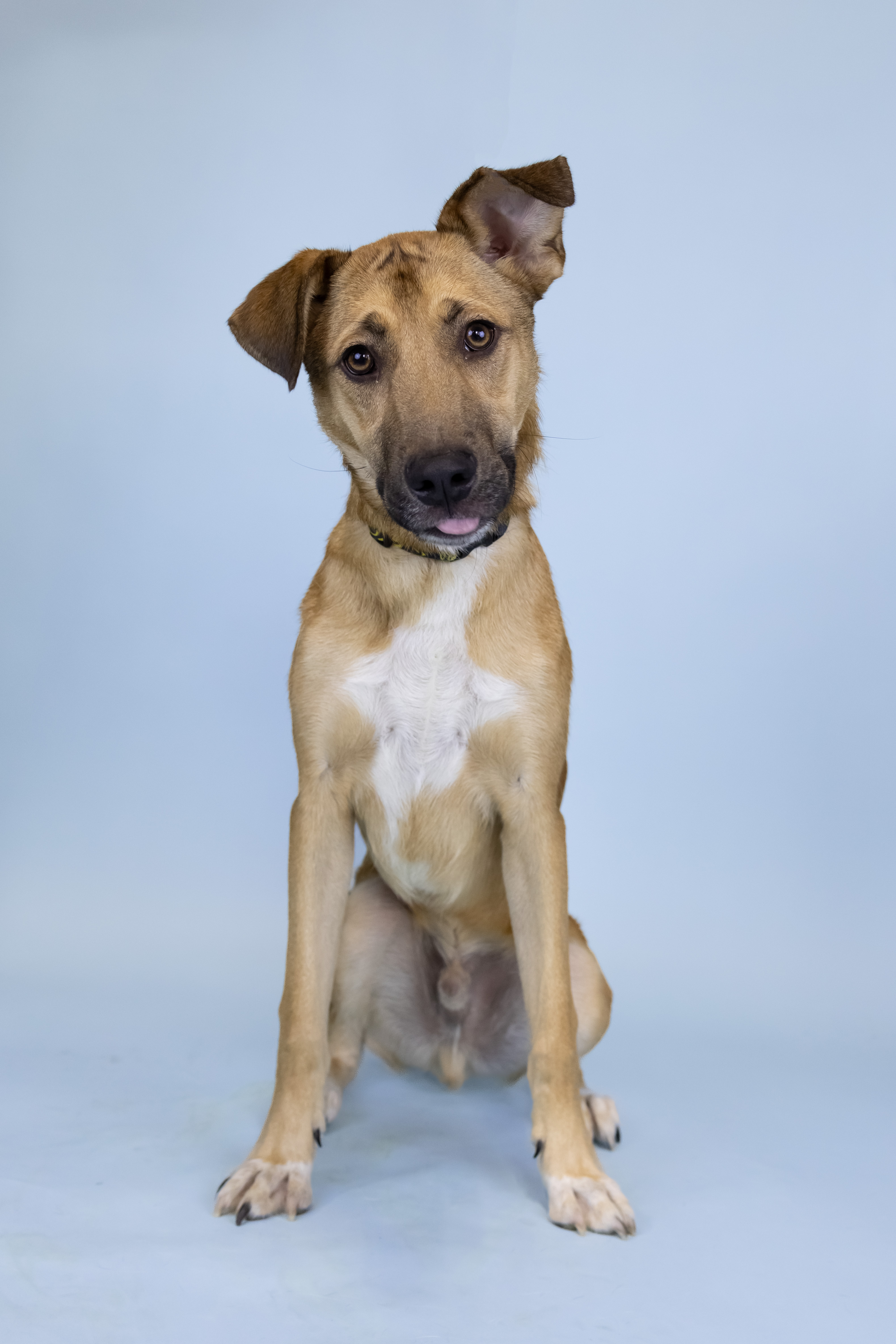 Scott, an adopted Mixed Breed in Portland, OR_image-1