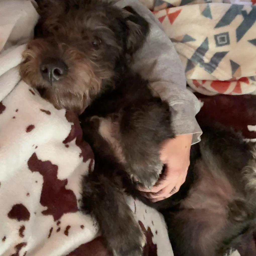 Bear, Adoptable, Young Male Schnauzer & Mixed Breed.