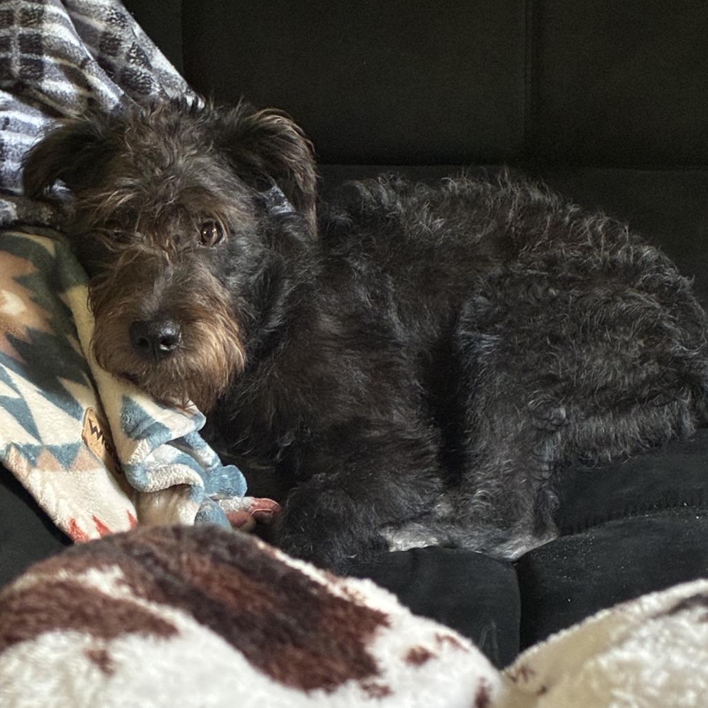 Enlarge Bear, a Adoptable mixed breed in Beaumont, TX image 2/3