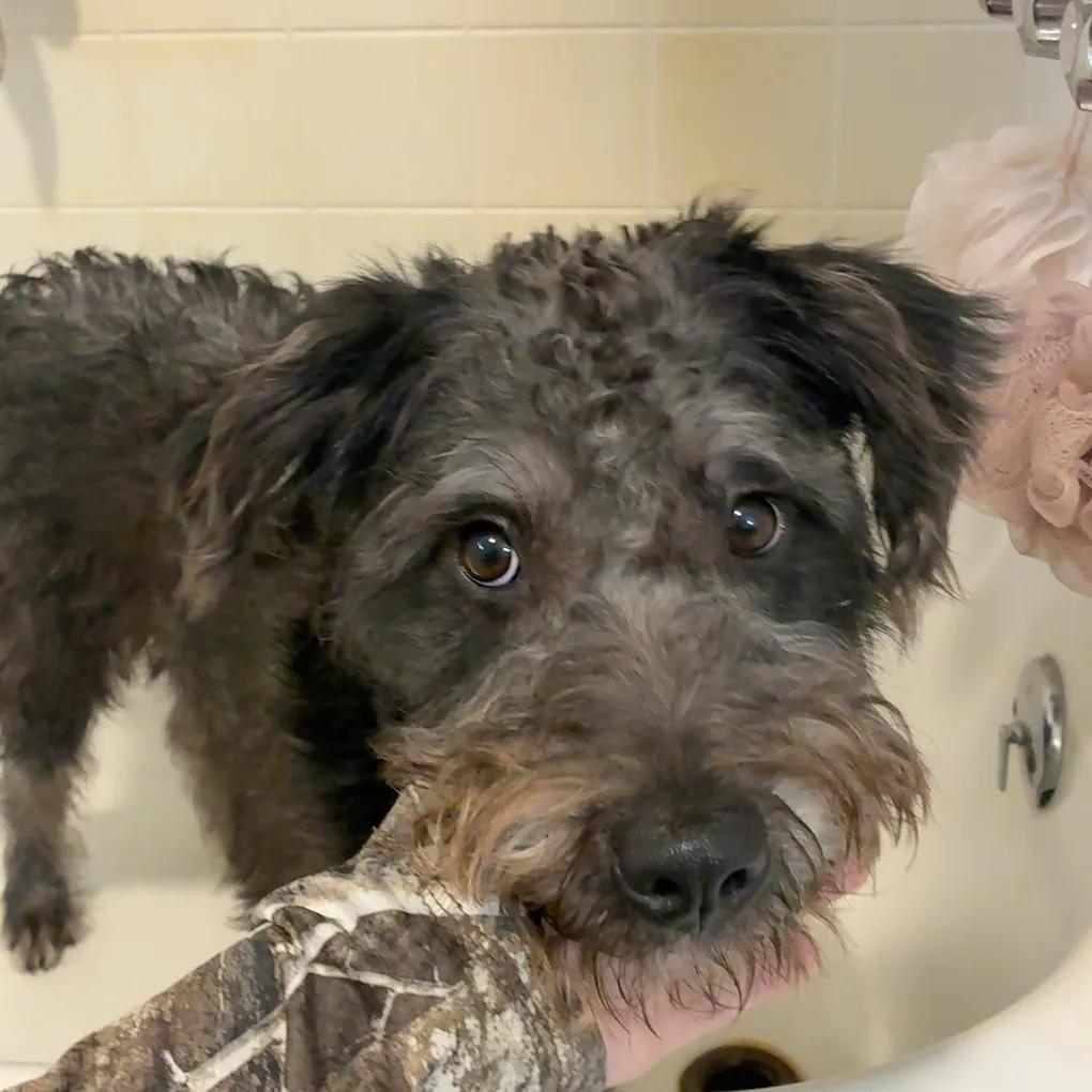 Enlarge Bear, a Adoptable mixed breed in Beaumont, TX image 3/3