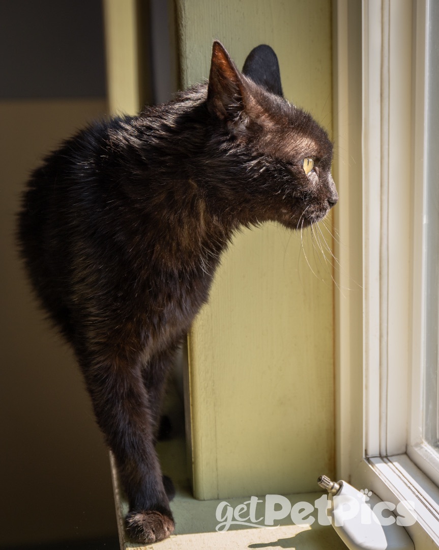 McQueen, a Adoptable Domestic Short Hair in Gallatin, TN image 1/11