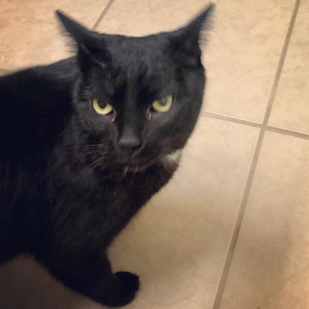 McQueen, a Adoptable Domestic Short Hair in Gallatin, TN image 2/11