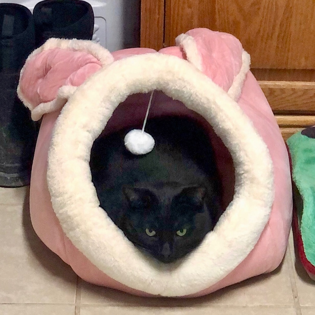 McQueen, a Adoptable Domestic Short Hair in Gallatin, TN image 3/11