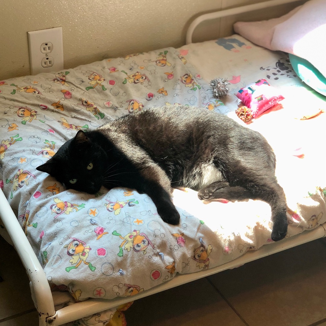 McQueen, a Adoptable Domestic Short Hair in Gallatin, TN image 4/11