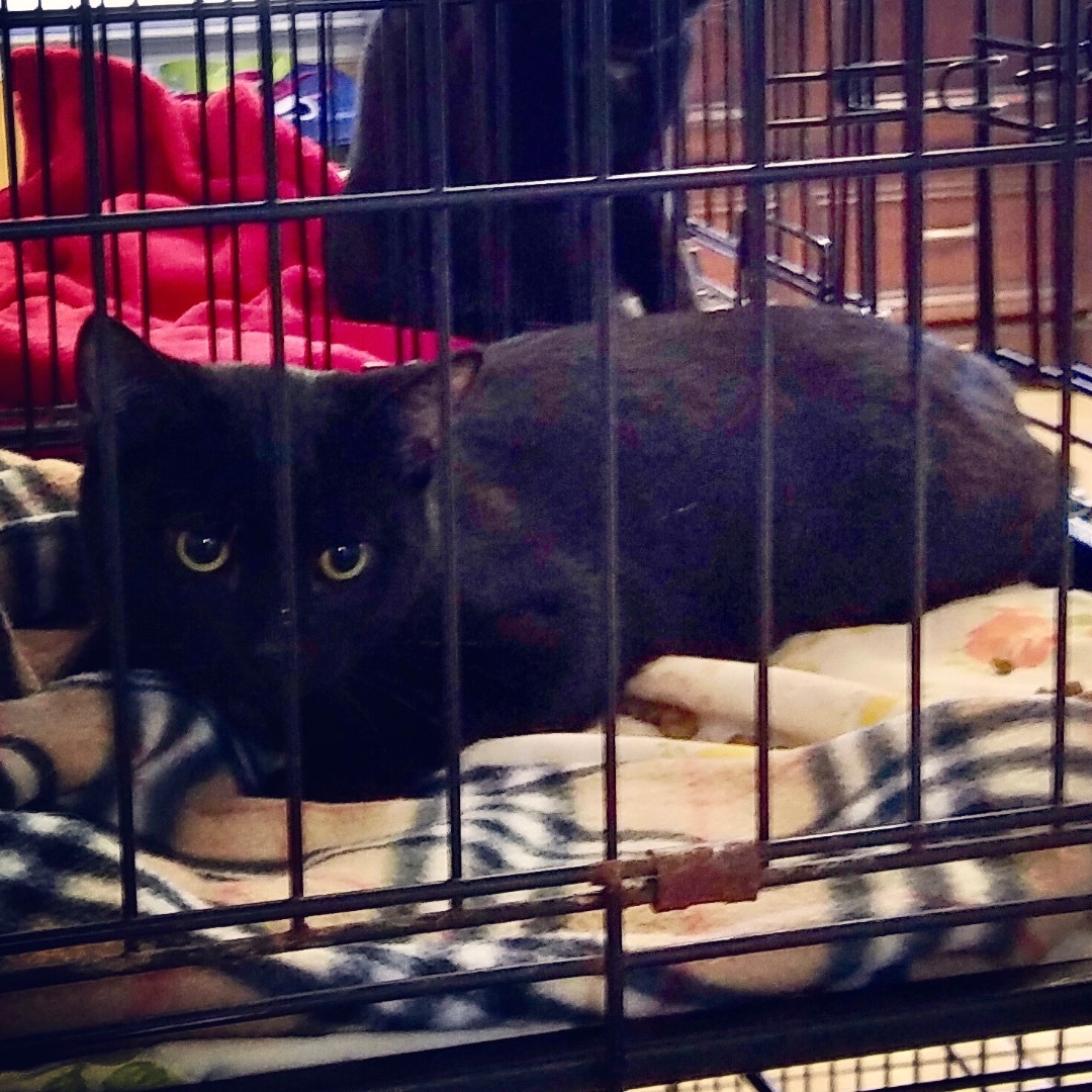 McQueen, a Adoptable Domestic Short Hair in Gallatin, TN image 5/11