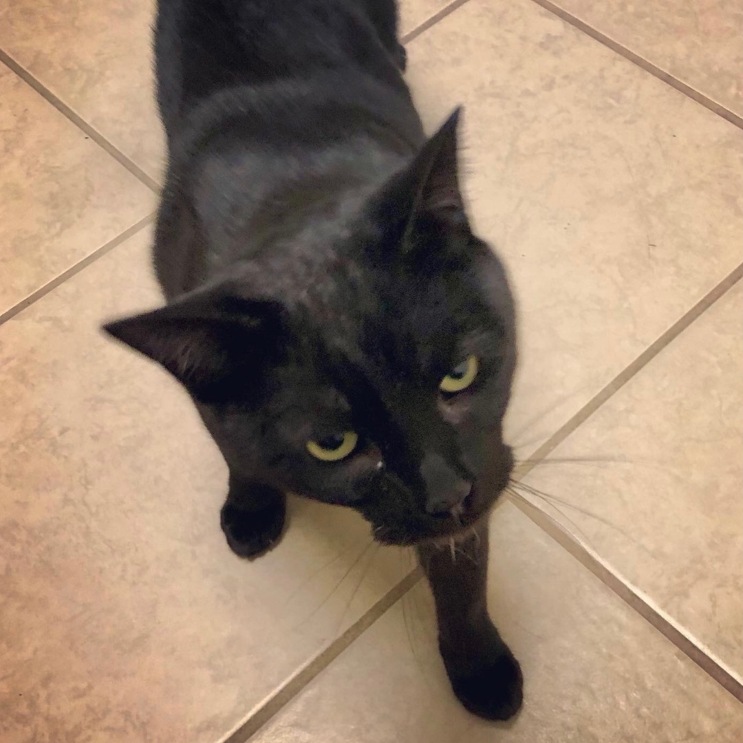 McQueen, a Adoptable Domestic Short Hair in Gallatin, TN image 6/11