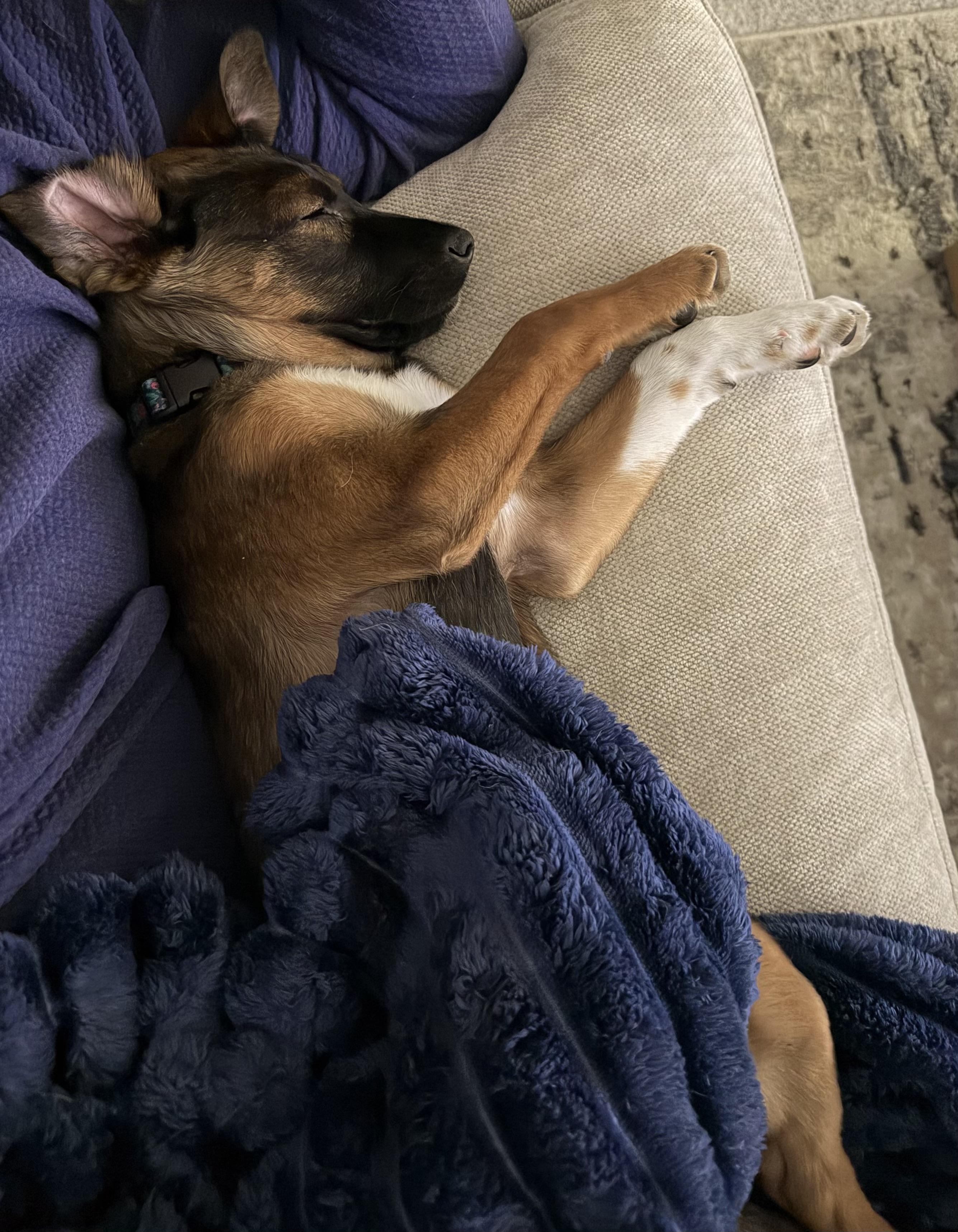 Enlarge Elsie, an adopted mixed breed in Minneapolis, MN image 2/5