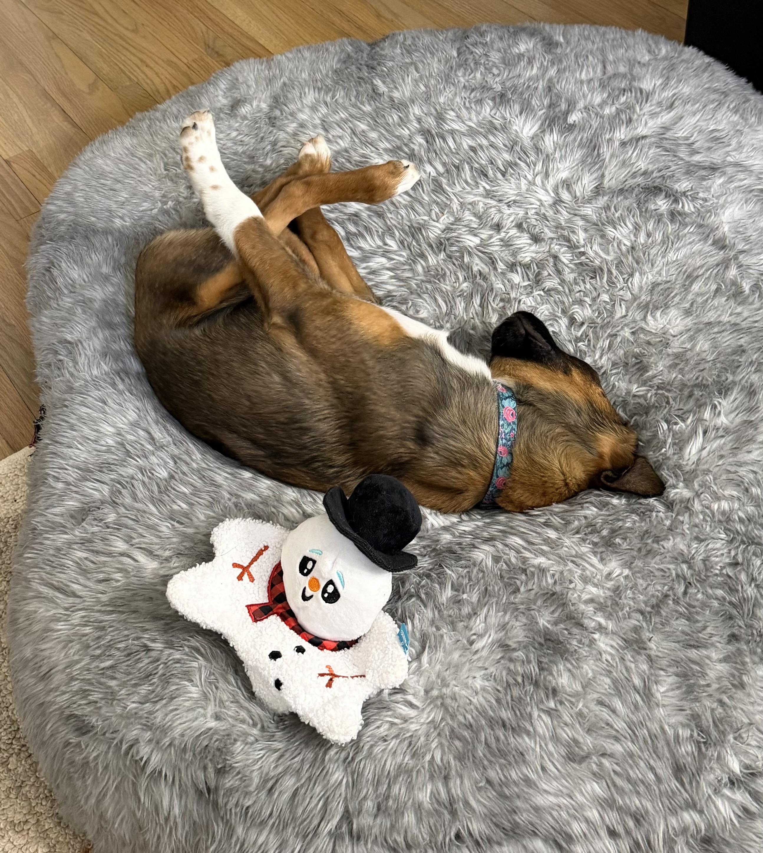 Enlarge Elsie, an adopted mixed breed in Minneapolis, MN image 3/5